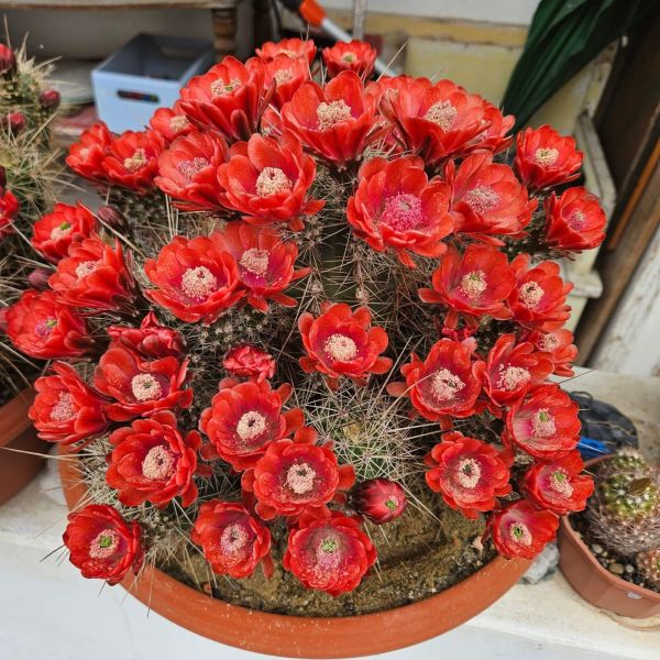 Echinocereus coccineus - rote Blüte Selection